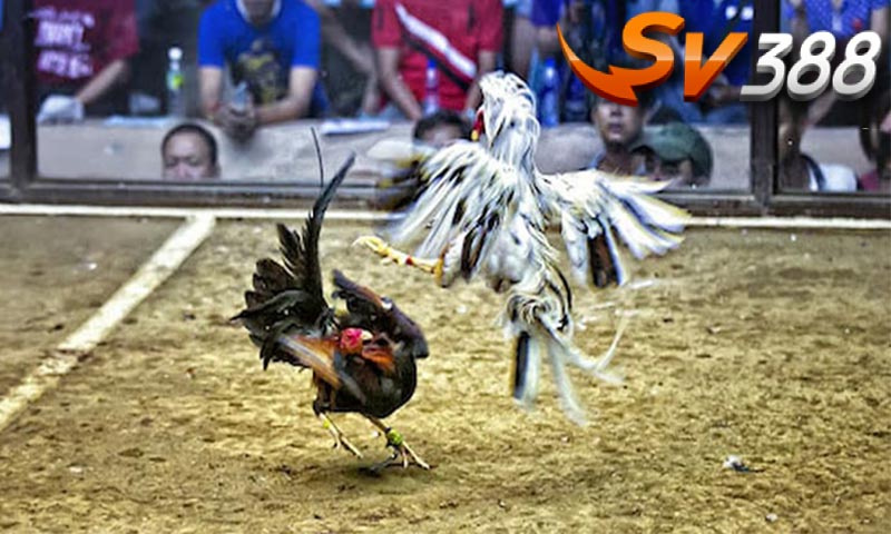 Vì sao nên chơi đá gà thomo sv388