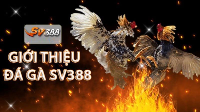 Giới thiệu về nhà cái SV388